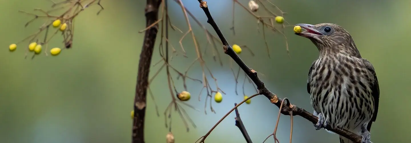 Figbird sitting in a tree with berry in its mouth