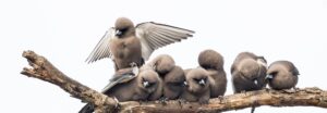 Small flock of Dusky Woodswalllow lined up along branch
