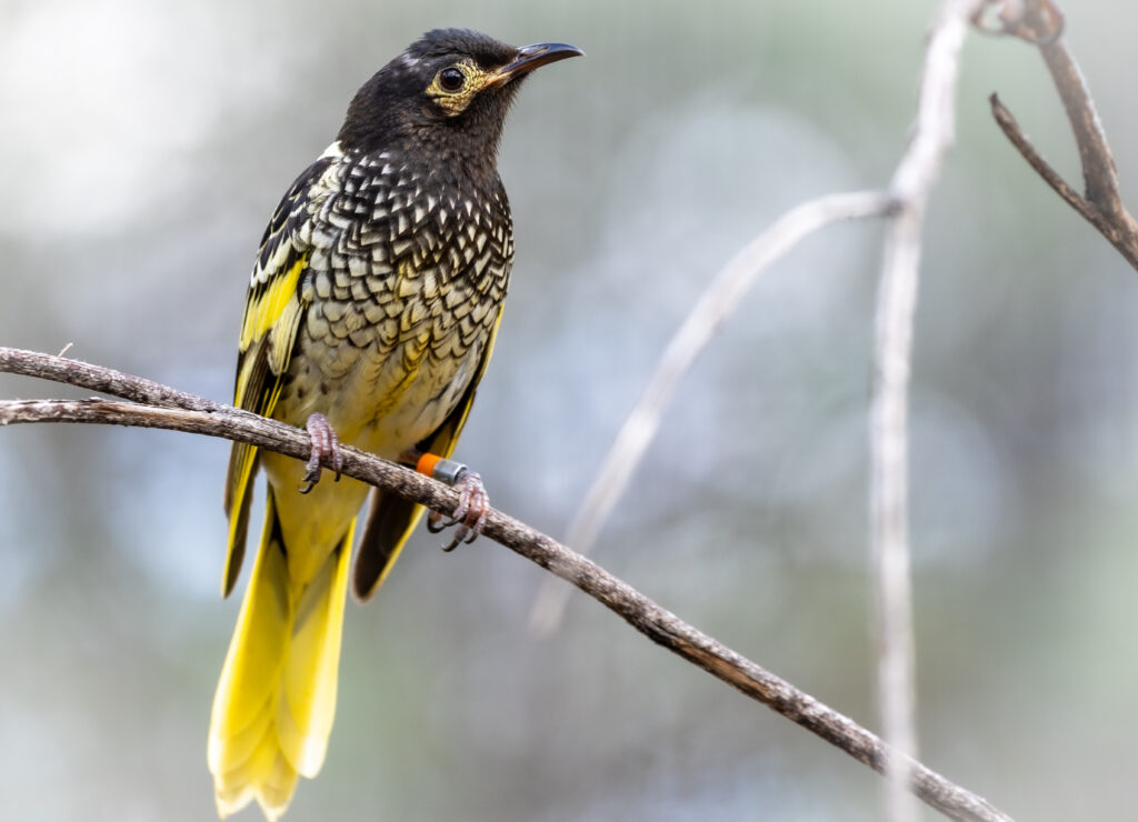 To the left of the frame, a black and gold coloured Regent Honeyeater perched on a twig with coloured leg bands visible.