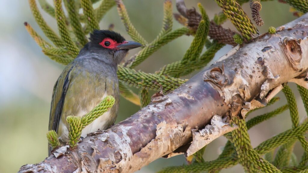 Figbird sitting on thick tree branch looking right