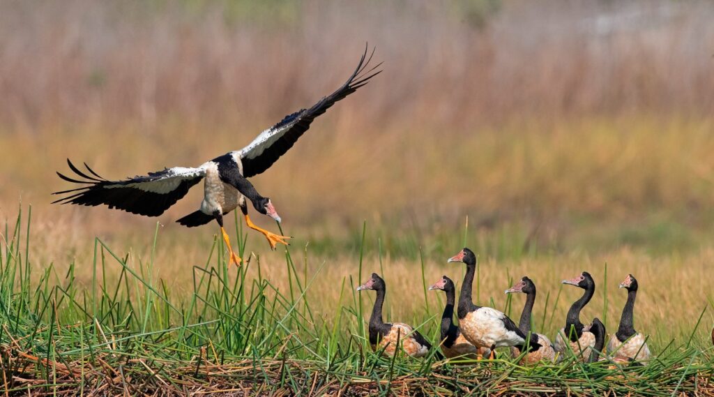 A flock of black and white Magpie Geese in a swamp.
