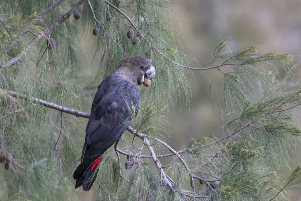 To the left of the frame, a Glossy Black-Cockatoo is perched in a she-oak tree, feeding on the seeds.