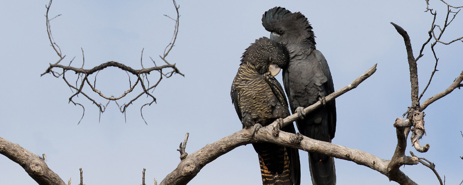 Two Black Cockatoos perched on a tree branch facing one another.