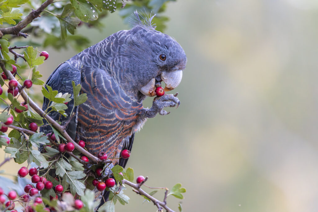 To the left of the frame, a grey female Gang-gang Cockatoo with red scalloped plumage is perched in a hawthorn tree, gripping a berry with her foot and bill.