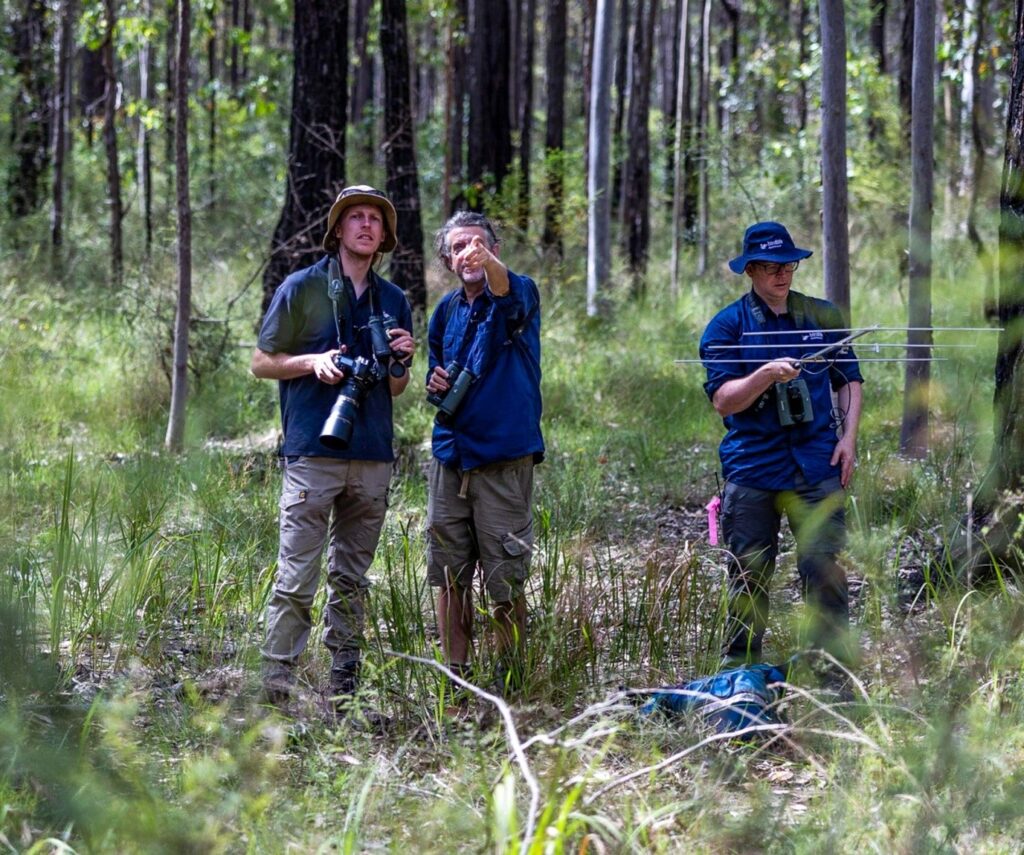 Three men wearing blue shirts and grey pants and carrying binoculars, a camera and an antenna. They're standing among the spotted gum-ironbark forests of the Tomalpin Woodlands, tracking Regent Honeyeaters.