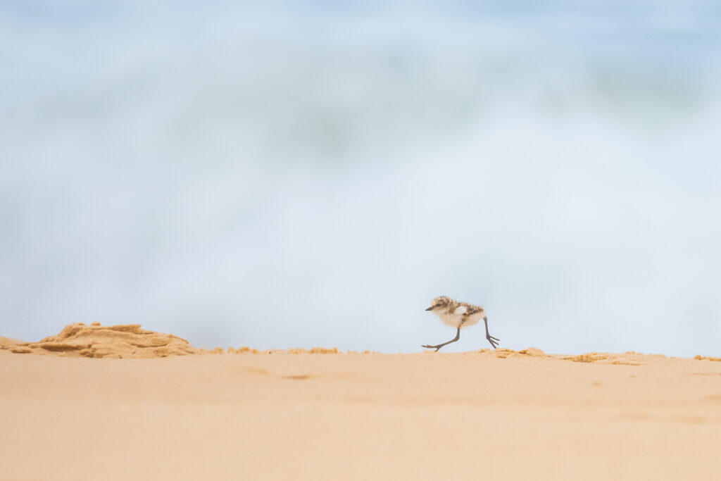 To the right of the frame, a tiny speckled Red-capped Plover chick runs across the sand with its long legs against a pale beach background.