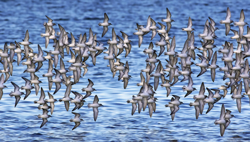 Red-necked Stints in flight