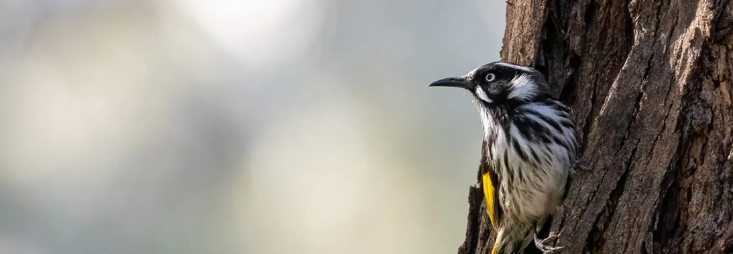 New Holland Honeyeater in profile showing its long, slender beak and yellow wing patch