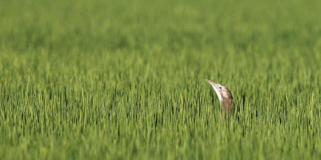 To the right of the screen, an Australasian Bittern peers above a field of green, raising its head above the rice crop.