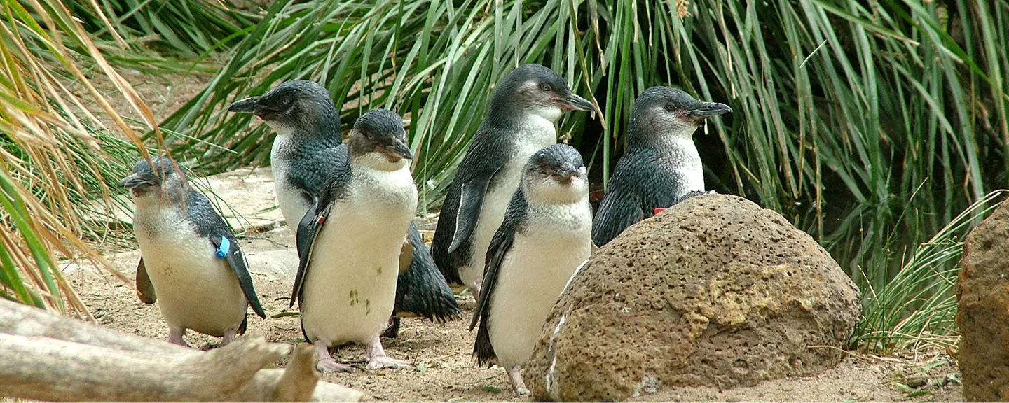 Little Penguin's on Phillip Island