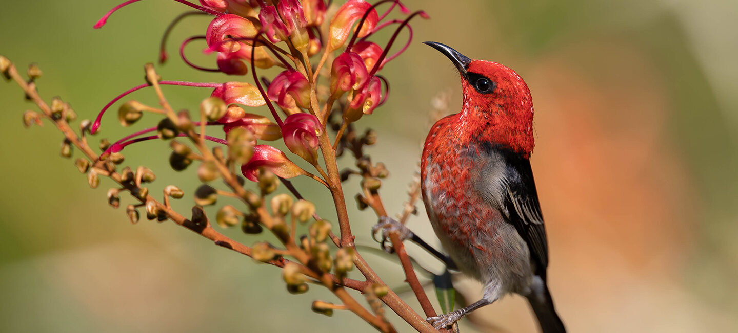 A male Scarlet Honeyeater perched on a nectar branch in profile position