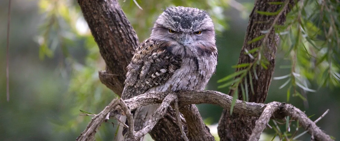 A Tawny Frogmouth in a tree, looking directly at the camera, not impressed.