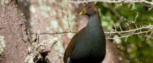 Tasmanian Native-hen spotted the hen grazing behind the tree a short distance away from the photographer.