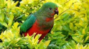 Juvenile King-Parrot among light green foliage
