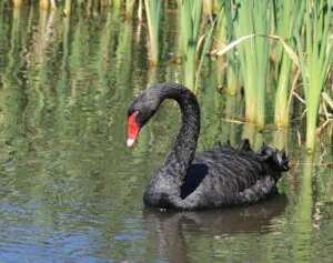 Black Swan on a smooth lake with reeds to in the background