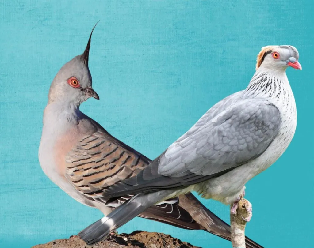 Pigeons and Topknots