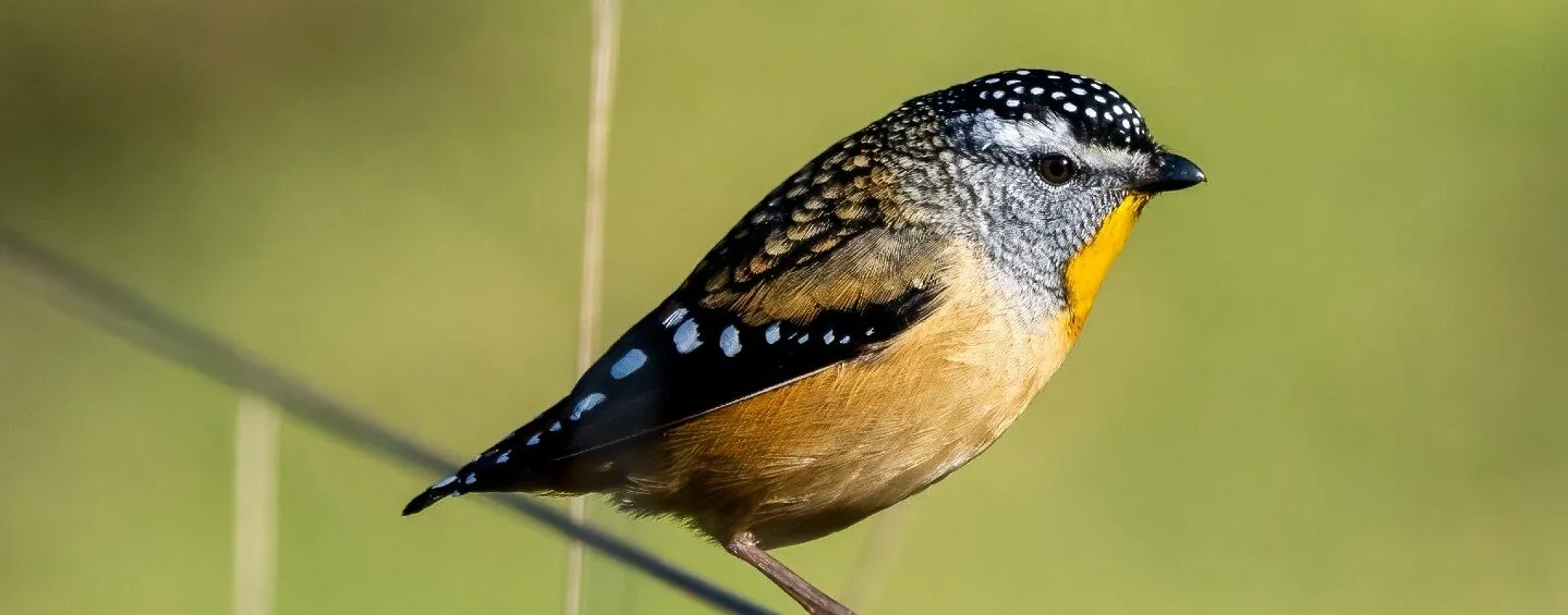 Spotted Pardalote perched on a branch with a green background