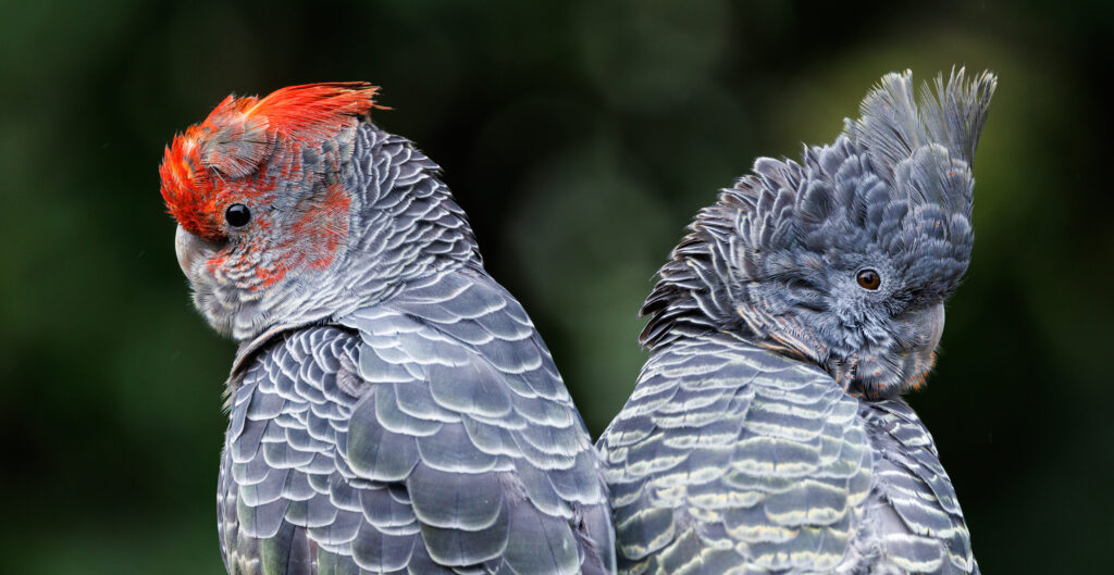A close-up of a young male (left) Gang-gang Cockatoo with a red crest and a female (right) against a blotched green background. Both have their backs to us, showing their grey scalloped plumage.
