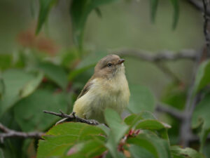 Weebill enjoying the canopy's of the trees