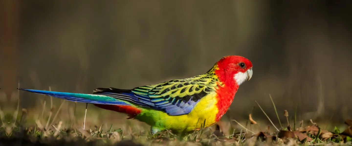 An Eastern Rosella walking profile into dappled sunlight