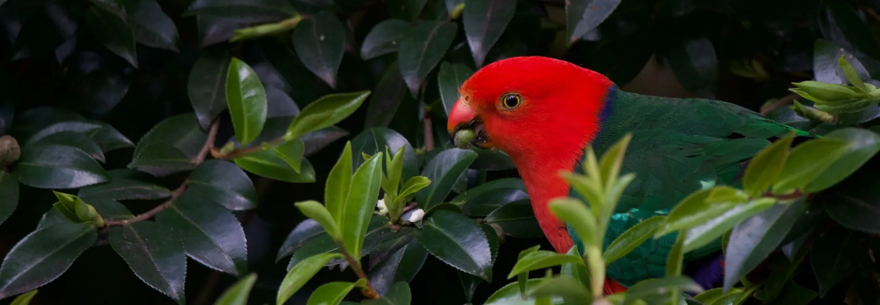 An Australian King-Parrot among green foliage