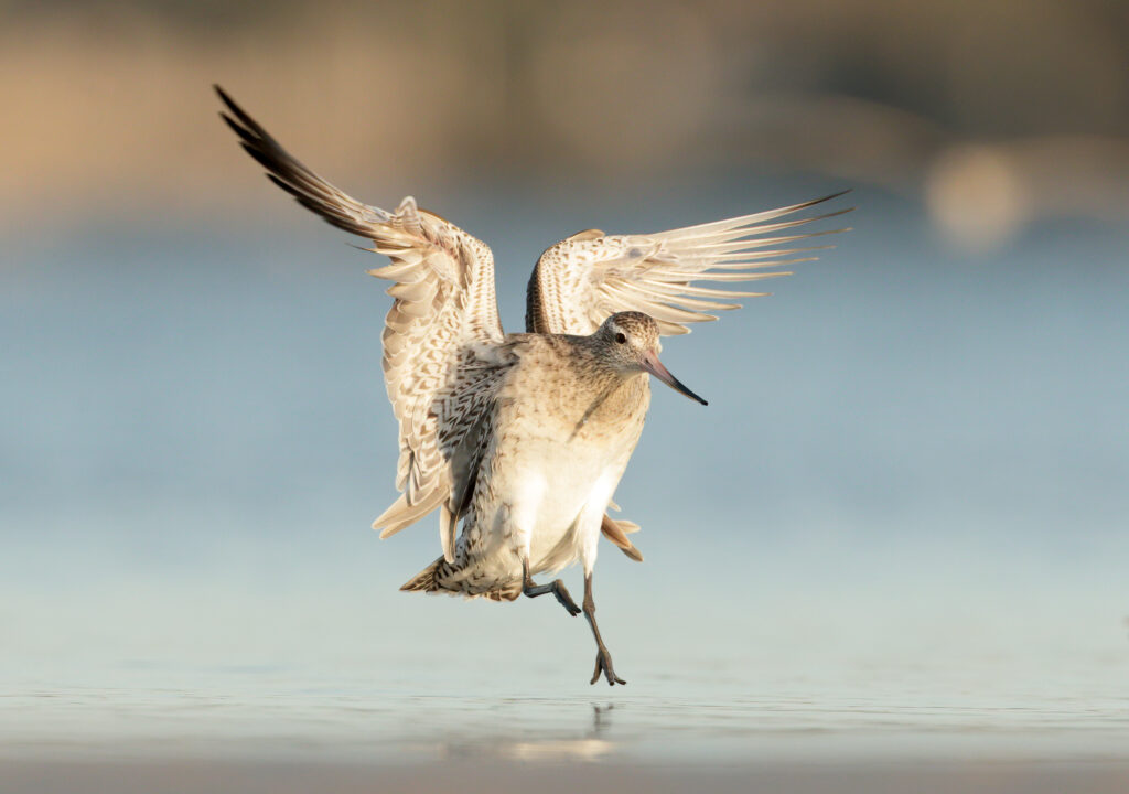 In the middle of the frame, a brown and white Bar-tailed Godwit lands on the shore with wings and one leg outstretched. 
