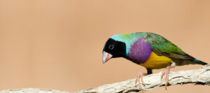 Gouldian Finch perched on a branch in profile position.