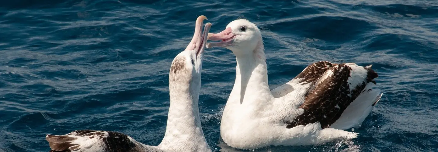 Two Wandering Albatross in the open ocean