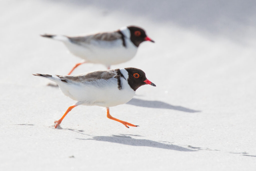 To the left of the frame, two Hooded Plovers are running across the sand, their orange legs outstretched.