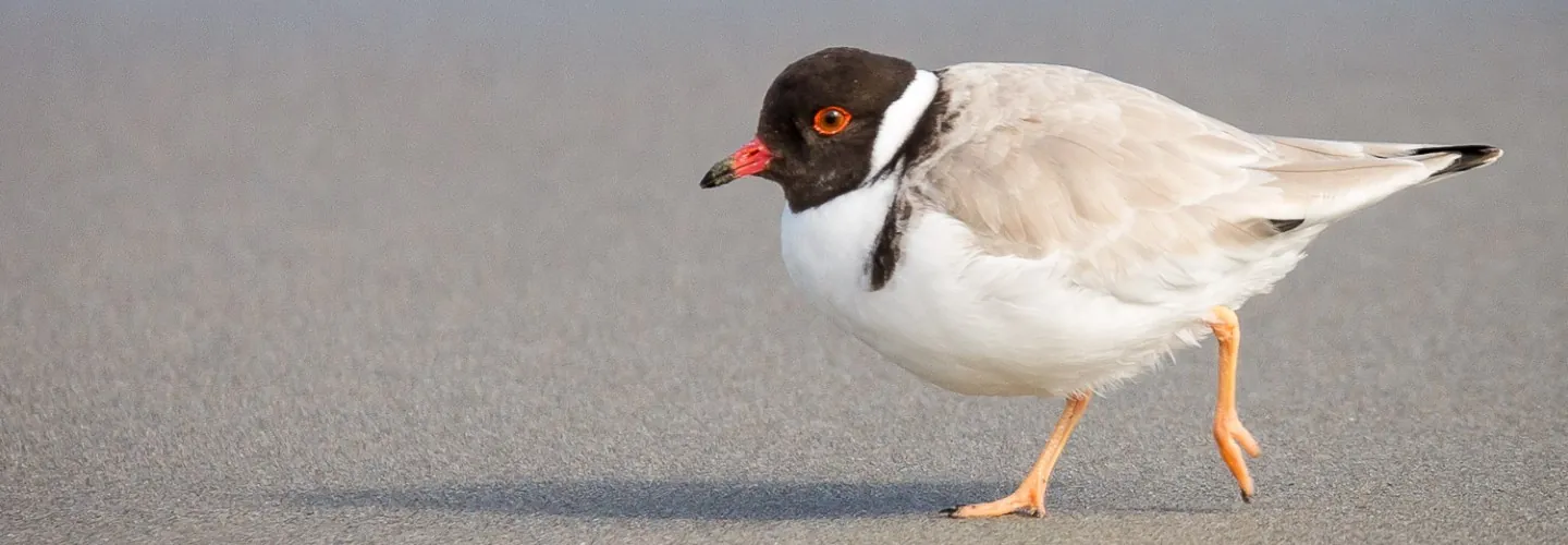 Hooded Plover going for a walk