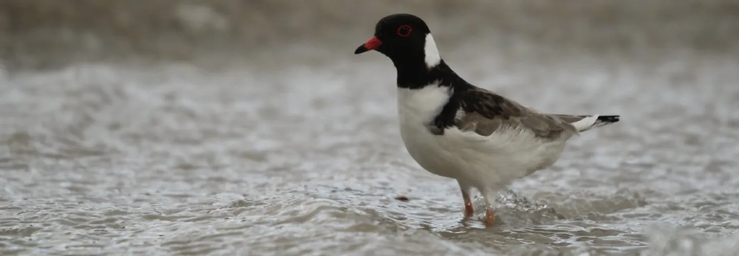 A hooded plover in water