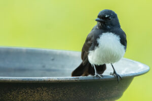 To the right of the frame, a male Willie Wagtail is perched on a bird bath facing the camera.