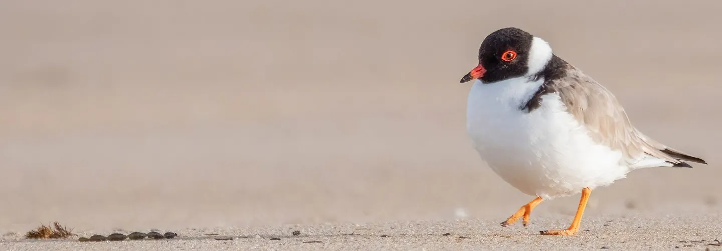Hooded Plover on the shore line
