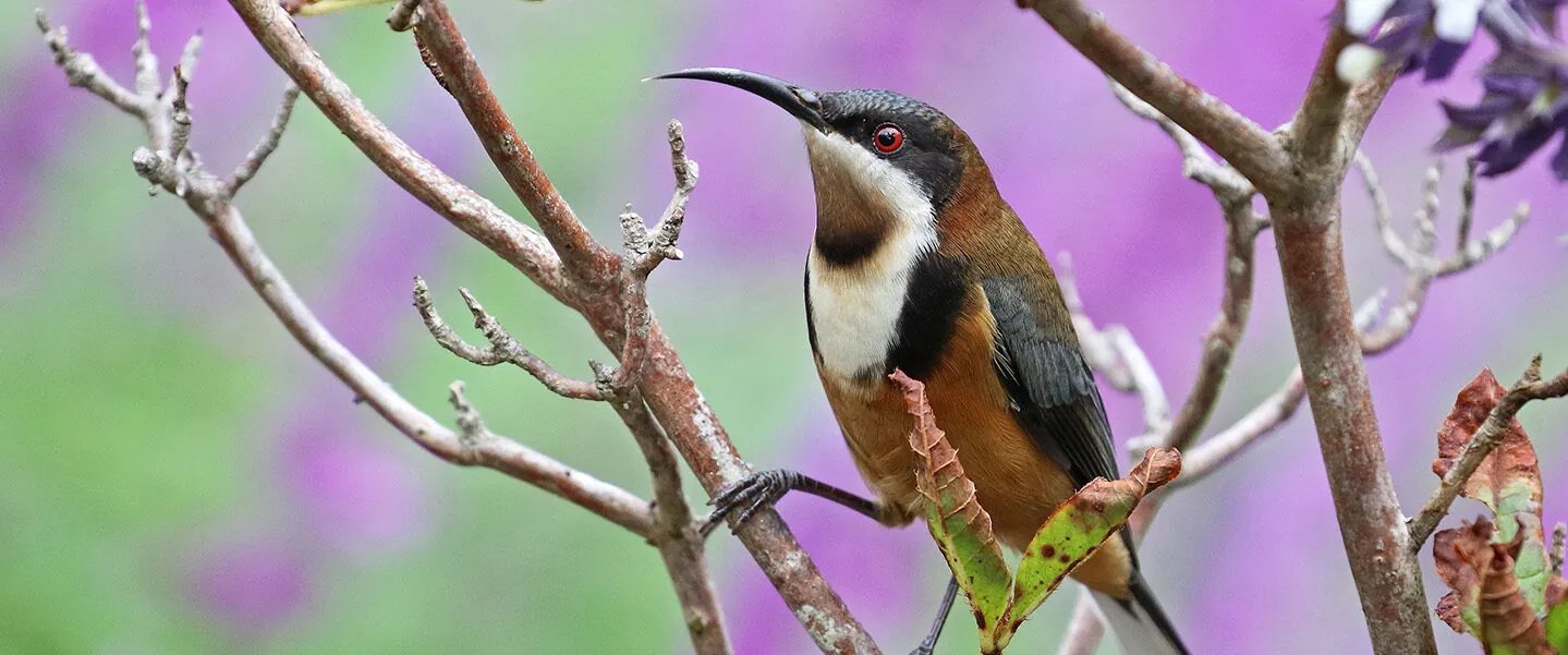 An Eastern spinebill feeding amongst the varied flowering plants