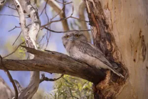 A family of Tawny Frogmouth's perched on a tree. They are brilliant at camouflage and sometimes you have to look twice to see if it's the branch or the bird.