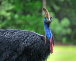 Southern Cassowary looking directly at the camera
