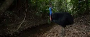 A beautiful female cassowary standing in front of a green rainforest.