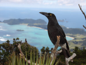Pied Currawong