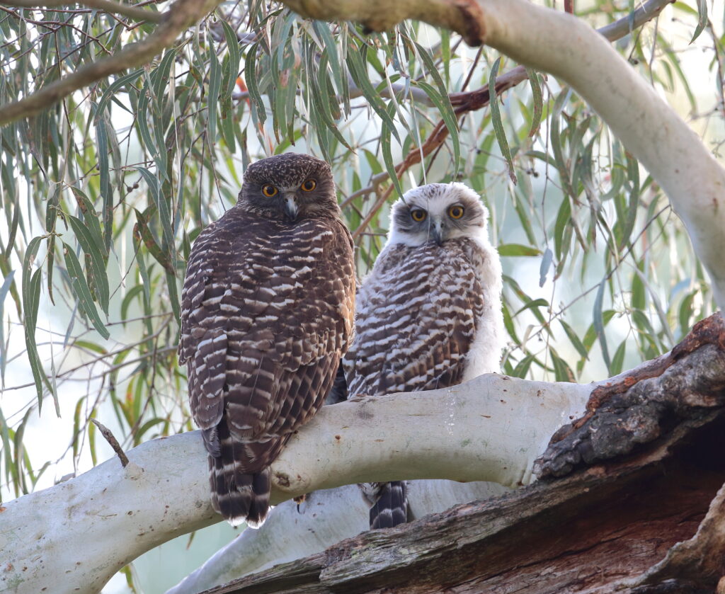 An adult Powerful Owl (left) and chick (right) perched on a eucalypt branch. Both birds are facing away from the camera but looking towards us. The chick is smaller and has more white plumage.