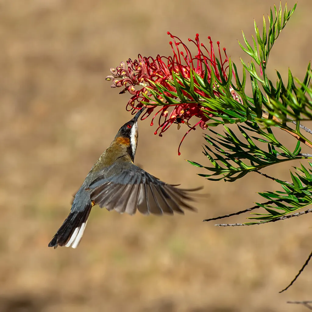 Eastern Spinebill probing the tubular flowers with its long, curved beak.