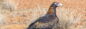 Profile of a Wedge-tailed Eagle