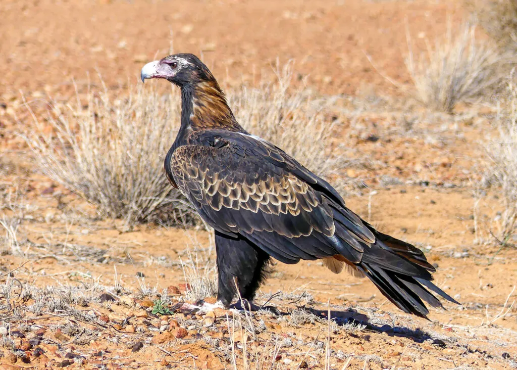 Profile of a Wedge-tailed Eagle