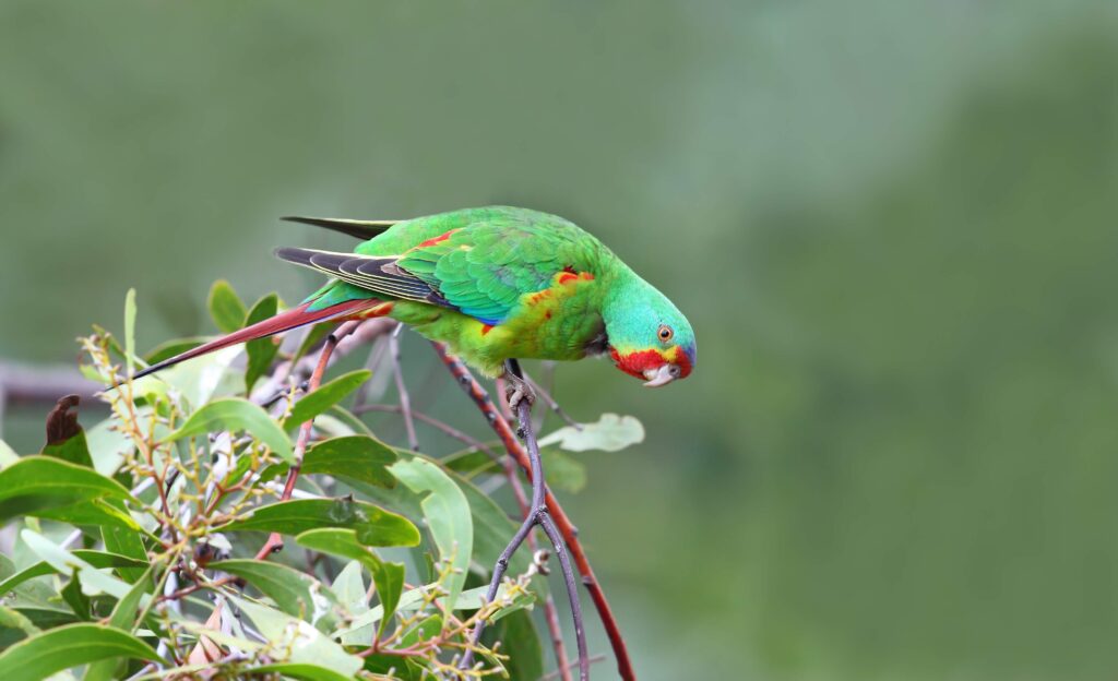 To the left of the frame, a Swift Parrot is perched on a eucalypt against a blurred green background, peering inquisitively toward the camera. Its plumage is mostly green, with red, blue and yellow.
