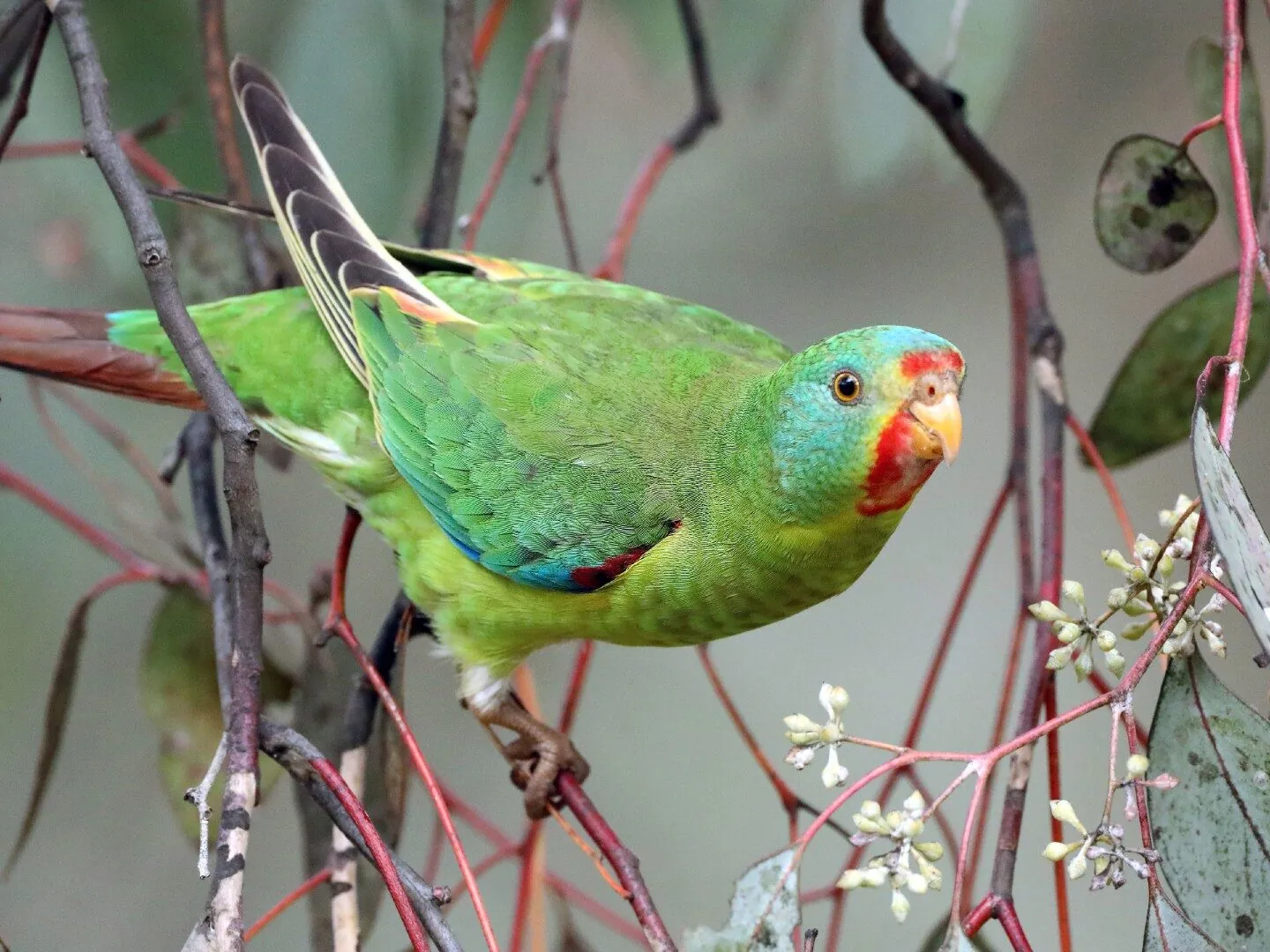 Swift Parrot perched on a eucalyptus tree branch