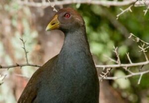 Tasmanian Native-hen spotted the hen grazing behind the tree a short distance away from the photographer.