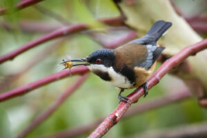 Eastern Spinebill perched on a branch with an inset in its beak