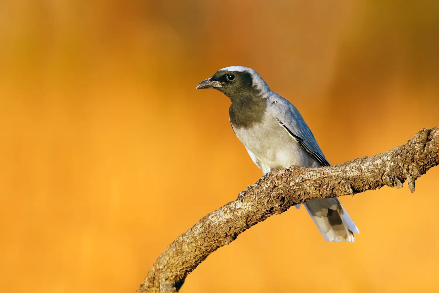To the right of the frame, a grey and black Black-faced Cuckoo-shrike is perched on a branch against an orange dappled background, facing towards the left.