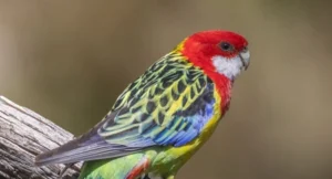 An Eastern Rosella is perched on a branch, it's head is red, and feathers across it's body are yellow, blue, grey and green.