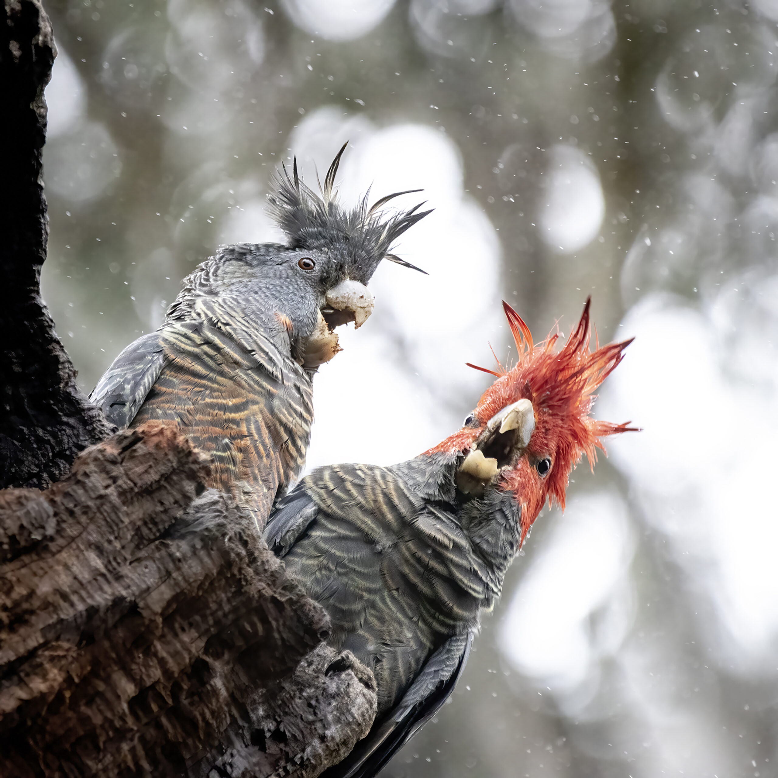 A pair of Gang-gang Cockatoos calling with beaks open and crests extended. They are perched in a tree against a grey and white dappled background, and the male (right) has a red head and crest.