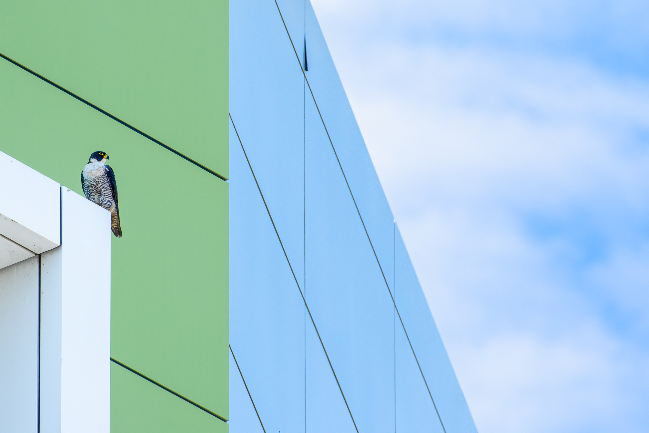 To the left of the frame, a Peregrine Falcon is perched on the outside of a white, green and blue building, surveilling its surroundings.